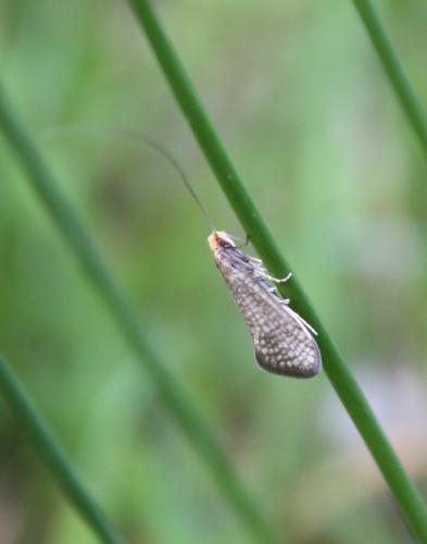 Nematopogon sp.